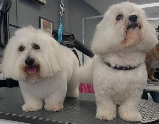 Your Dog Grooming Salon